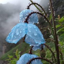 Cross stitch pattern: #2313314