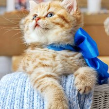 Cross stitch pattern: #2314721