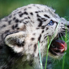 Cross stitch pattern: #2319006