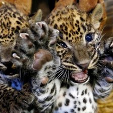 Cross stitch pattern: #2319009