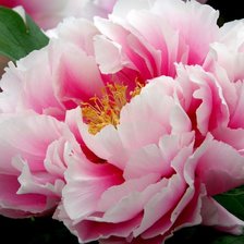 Cross stitch pattern: #2335790