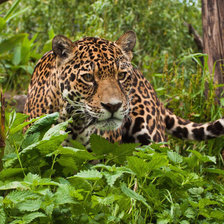 Cross stitch pattern: #2345735