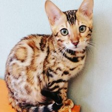 Cross stitch pattern: #2349831