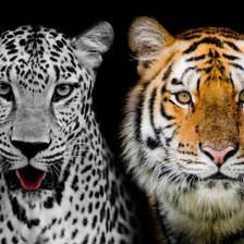 Cross stitch pattern: #2351263