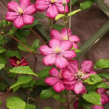 Cross stitch pattern: #2353906