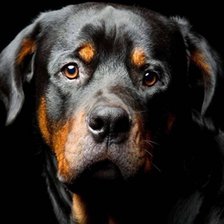 Cross stitch pattern: #2357861