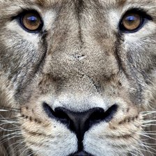 Cross stitch pattern: #2359425