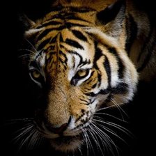 Cross stitch pattern: #2366211