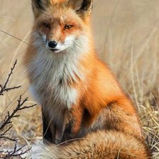 Cross stitch pattern: #2366487