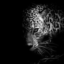 Cross stitch pattern: #2370535