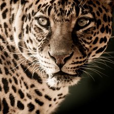 Cross stitch pattern: #2370536