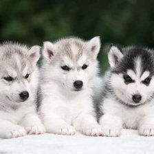 Cross stitch pattern: #2392991