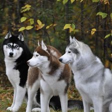 Cross stitch pattern: #2400759