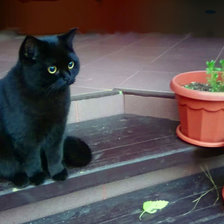 Cross stitch pattern: #2406062