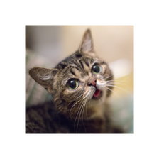 Cross stitch pattern: #2409608