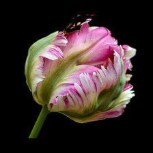 Cross stitch pattern: #2409975