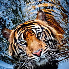 Cross stitch pattern: #2415779