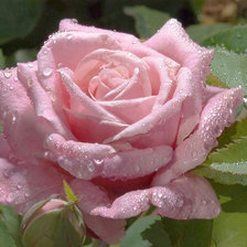 Cross stitch pattern: #2419109