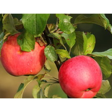 Cross stitch pattern: #2419662