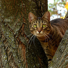 Cross stitch pattern: #2422796