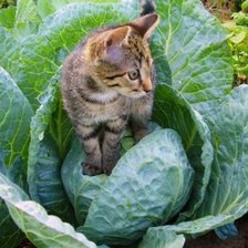 Cross stitch pattern: #2426450