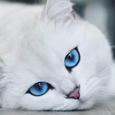 Cross stitch pattern: #2427136