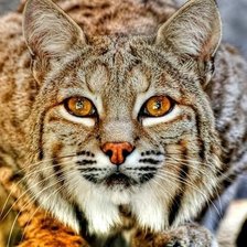 Cross stitch pattern: #2427398