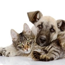 Cross stitch pattern: #2429678