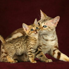 Cross stitch pattern: #2430399