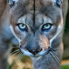 Cross stitch pattern: #2432343