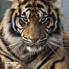 Cross stitch pattern: #2439457