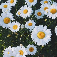 Cross stitch pattern: #2447477