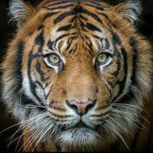 Cross stitch pattern: #2448426