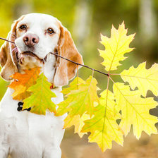 Cross stitch pattern: #2455117