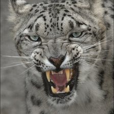 Cross stitch pattern: #2464450