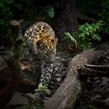 Cross stitch pattern: #2464453