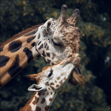 Cross stitch pattern: #2464457