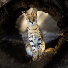 Cross stitch pattern: #2464458