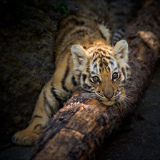 Cross stitch pattern: #2464466