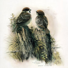 Cross stitch pattern: #2471155