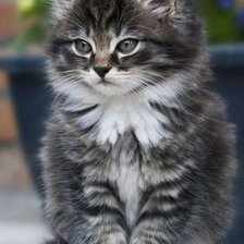 Cross stitch pattern: #2472392