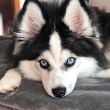 Cross stitch pattern: #2475584