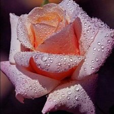 Cross stitch pattern: #2480537