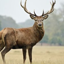 Cross stitch pattern: #2493901