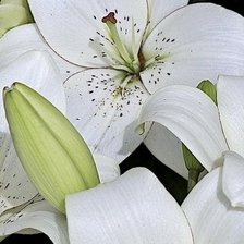 Cross stitch pattern: #2500270