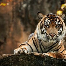 Cross stitch pattern: #2505979