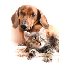 Cross stitch pattern: #2505981