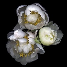 Cross stitch pattern: #2505989