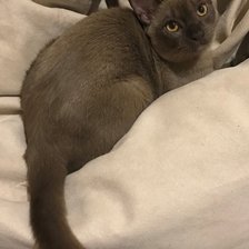 Cross stitch pattern: #2506086