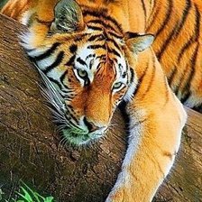 Cross stitch pattern: #2515755